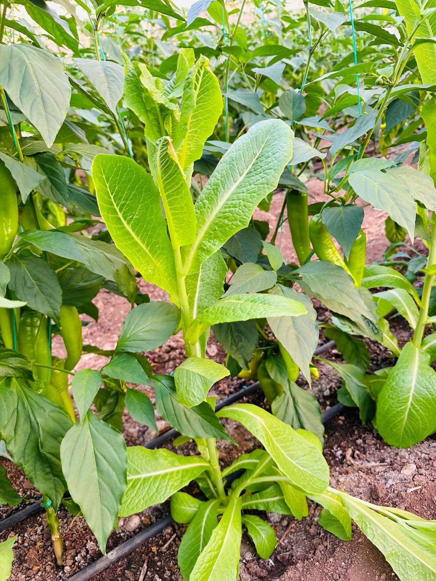 Gelidonya Pansiyon Kumluca 外观 照片