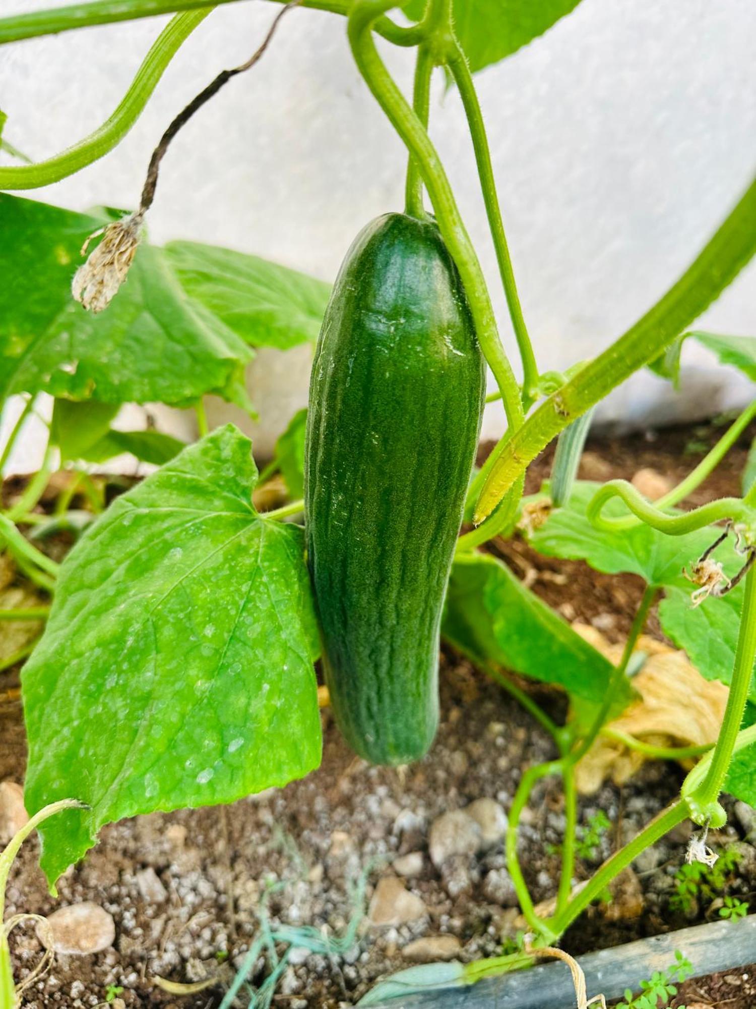 Gelidonya Pansiyon Kumluca 外观 照片