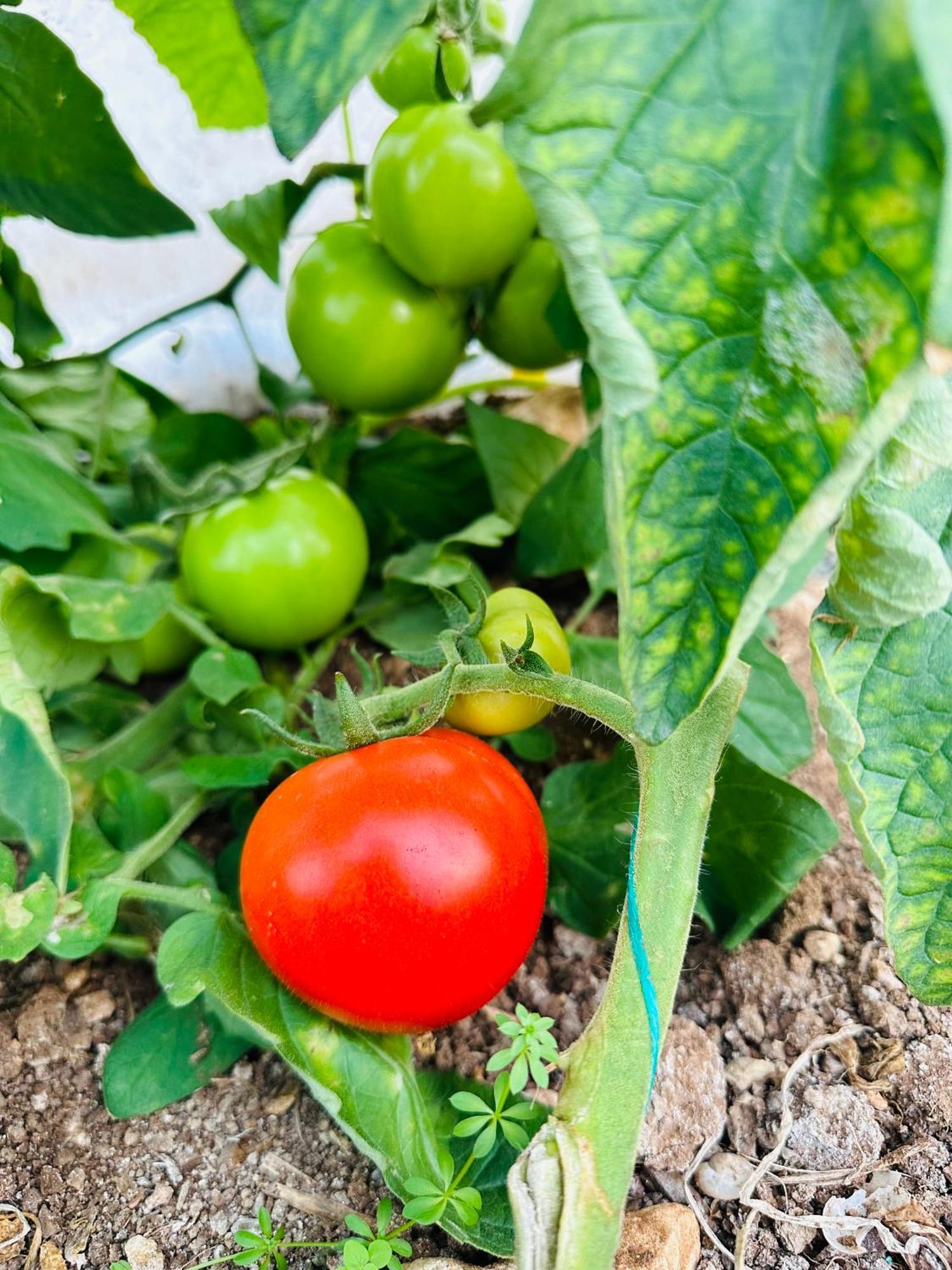 Gelidonya Pansiyon Kumluca 外观 照片