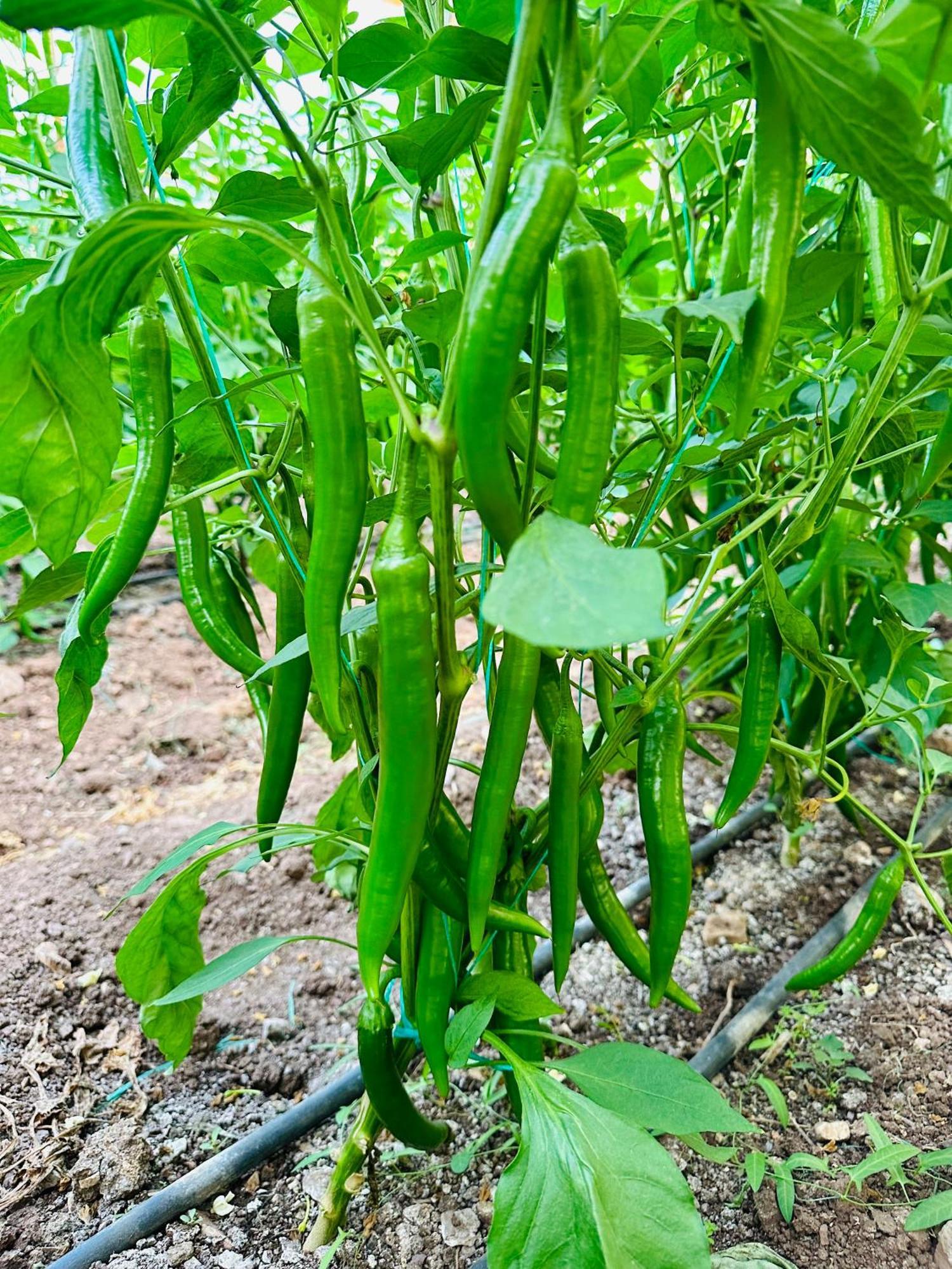 Gelidonya Pansiyon Kumluca 外观 照片