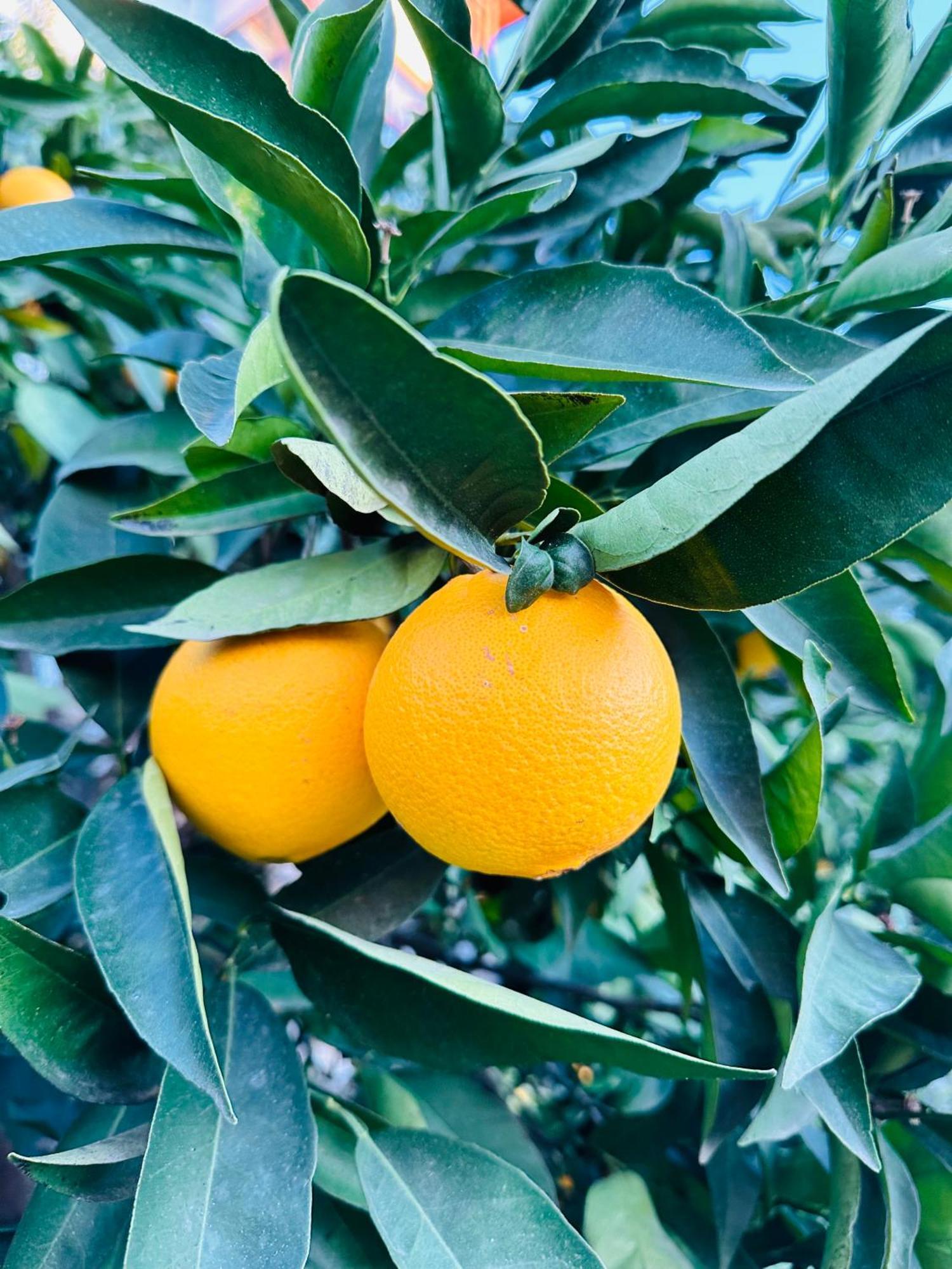 Gelidonya Pansiyon Kumluca 外观 照片