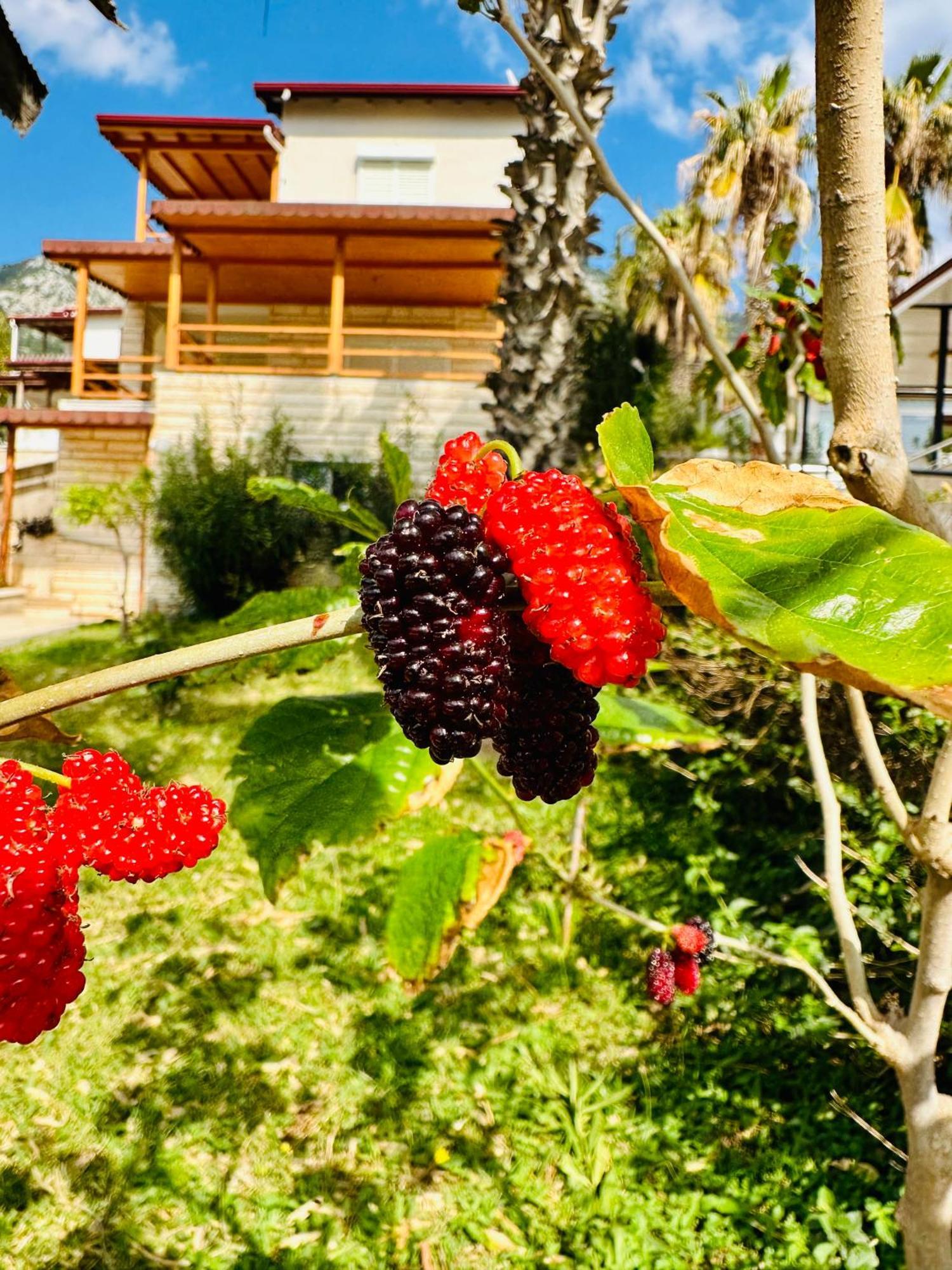 Gelidonya Pansiyon Kumluca 外观 照片